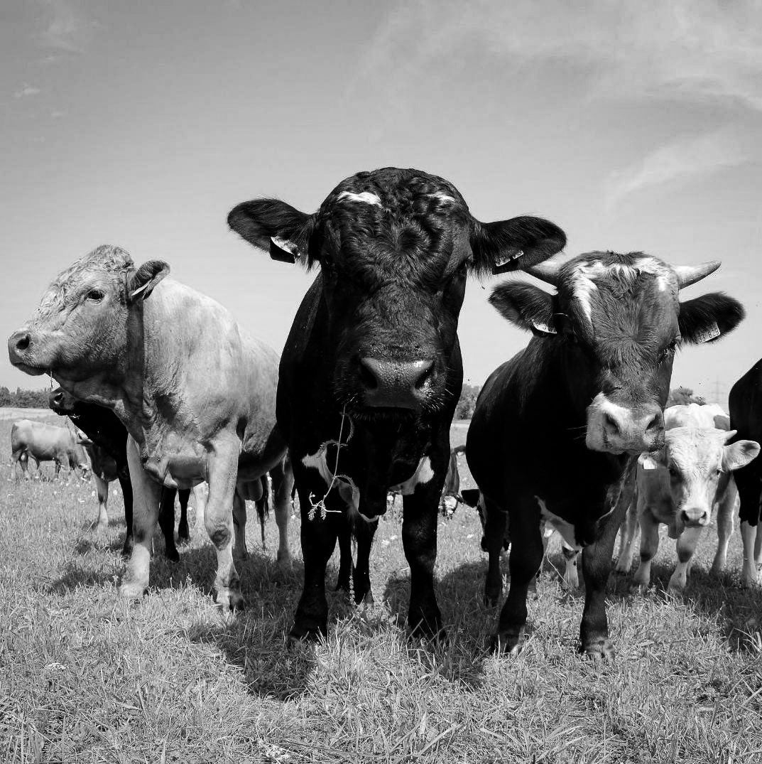 Karuna meaning. Black and white picture of cows in a field.