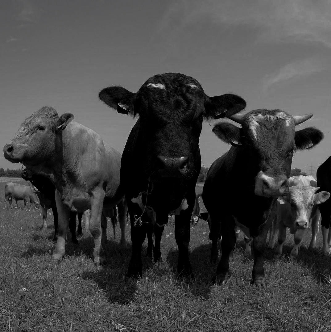 Our Values Compassion. Black and white photo of cows in a field.